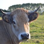 Perché diventare vegan?